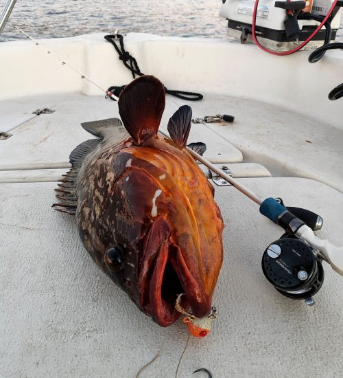 Fiscardo Fishing Trips