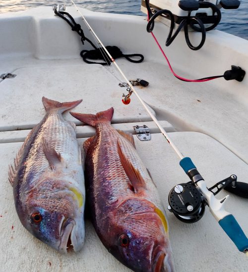 Fiscardo Fishing Trips